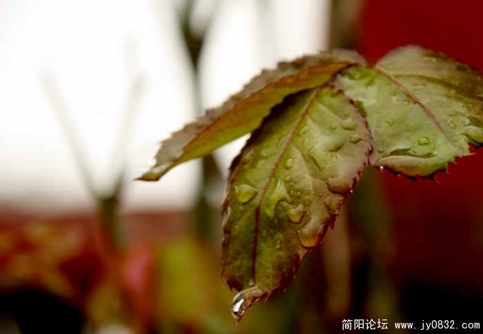 照片 341.jpg