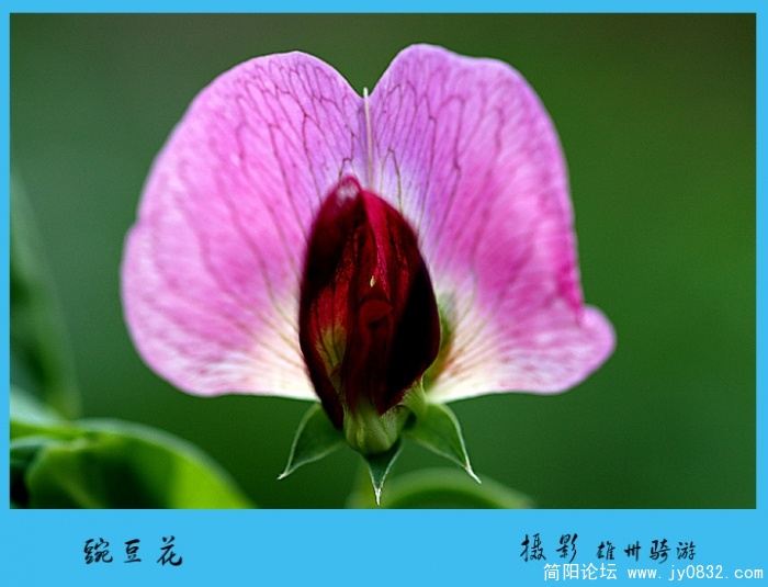 豌豆花04jpg.jpg