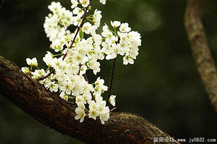 flower.jpg