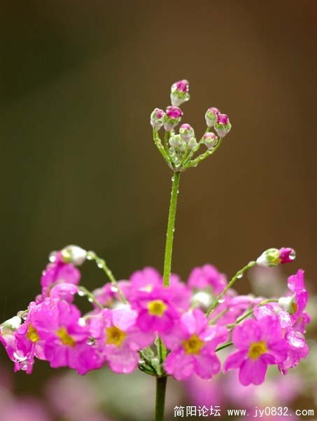 flower (4).jpg