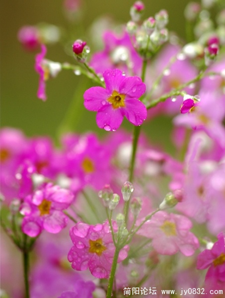 flower (3).jpg