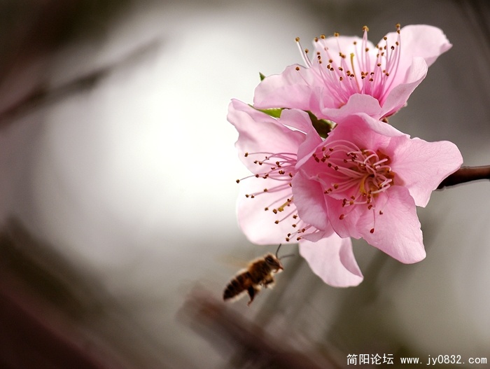 flower (8).jpg