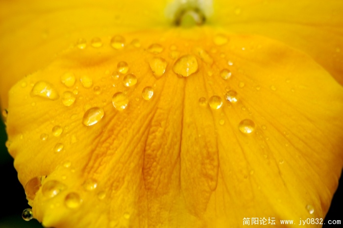 flower (5).jpg