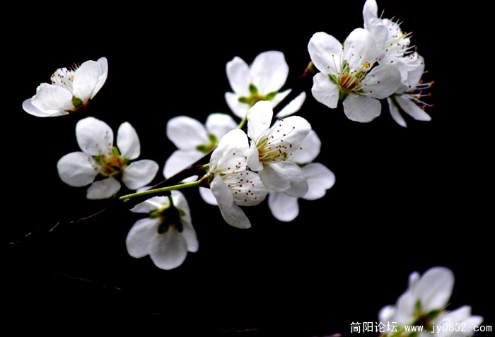 春天来了 (10)7.jpg