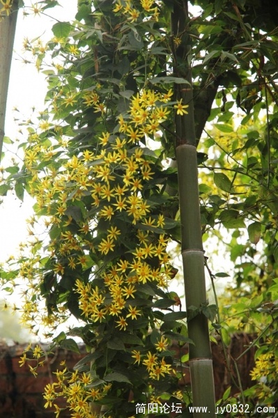DSC_4971.JPG