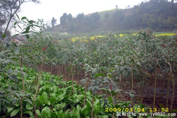 DSCI0924.jpg