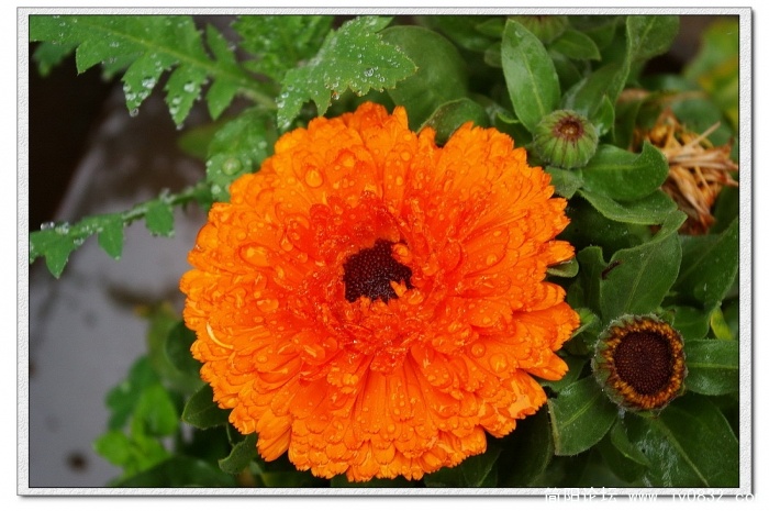 IMGP4290_conew1.jpg