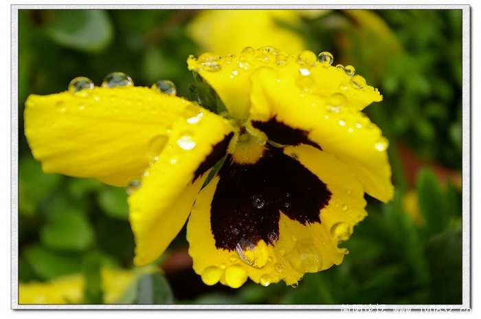 IMGP4299_conew1.jpg