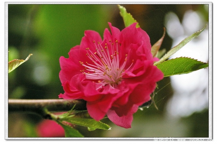 IMGP4167_conew1.jpg