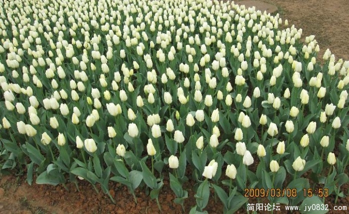郁金香.jpg