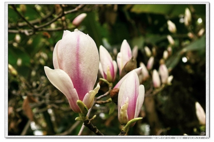 IMGP4108_conew1.jpg