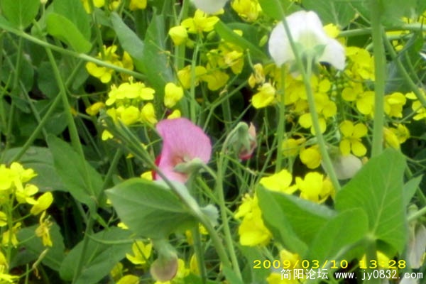 花
