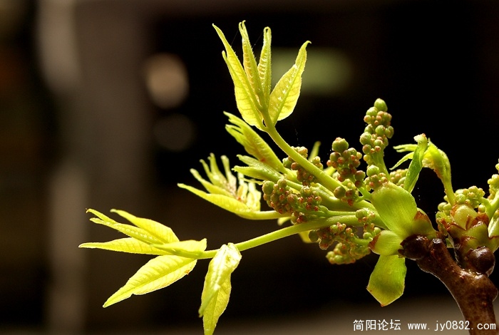 Nikkoer f8.0 1\4s  约1：3
