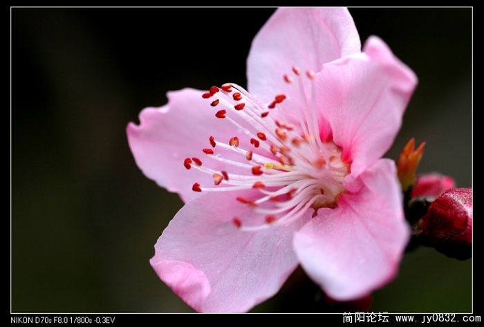 桃花05.jpg