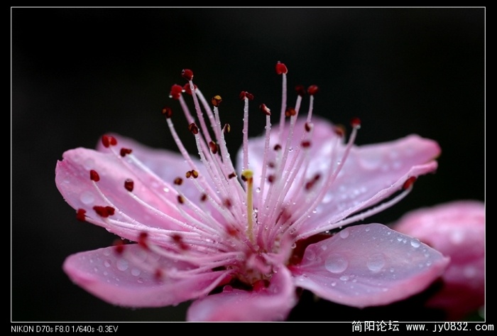 桃花03.jpg
