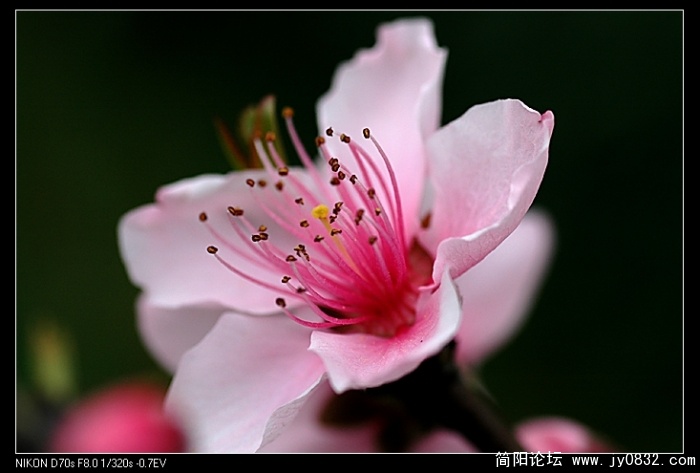 桃花01 (5).jpg