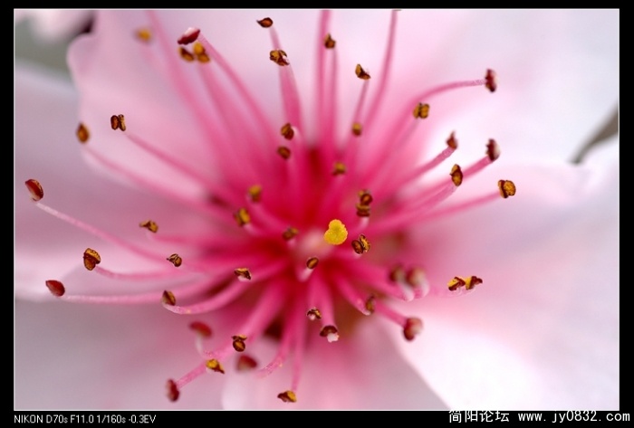桃花01 (1).jpg