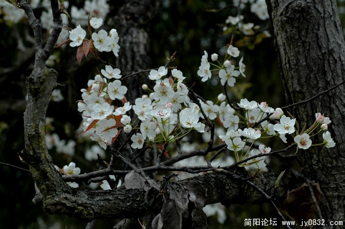 梨花02.jpg