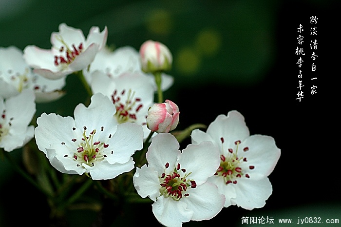 梨花.jpg