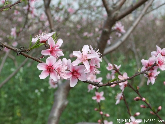 DSCF7986.jpg