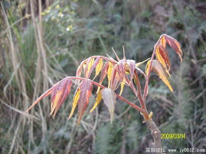 SANY0822.JPG