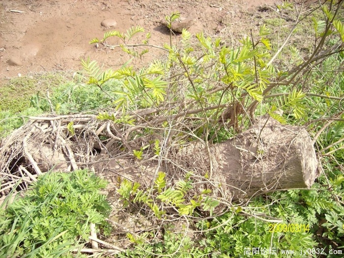SANY0798.JPG