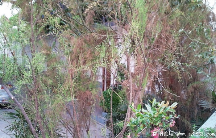 照片0662.jpg