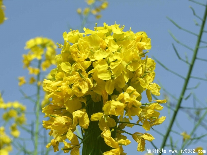 DSCF7918.JPG