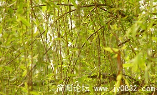 DSCN1614.jpg