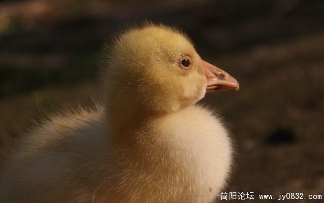 照片 599.jpg