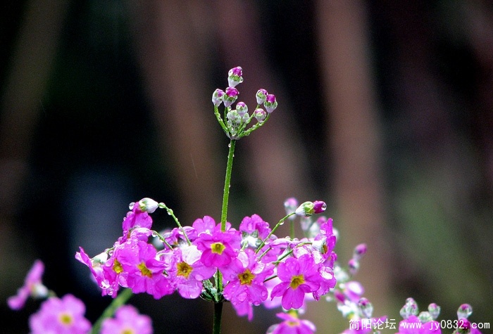花枝俏.JPG