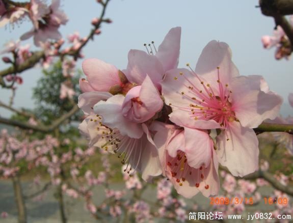 繁花枝头艳.jpg