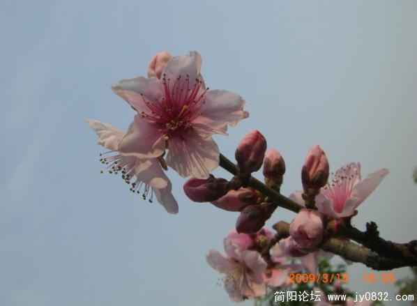 我自傲然对天笑.jpg