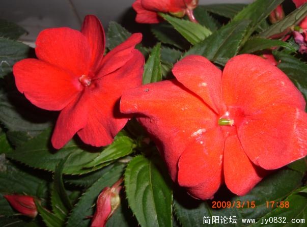 绯红.jpg