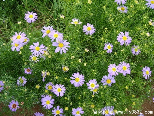 生活像花一样_缩小大小.jpg