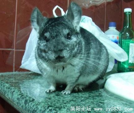 龙龙06.jpg