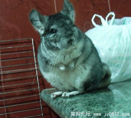龙龙05.jpg