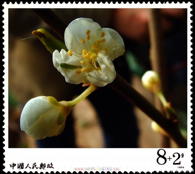 李子花开6.jpg