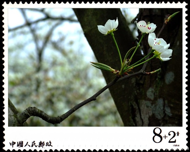 简阳东溪镇--梨花沟9.jpg