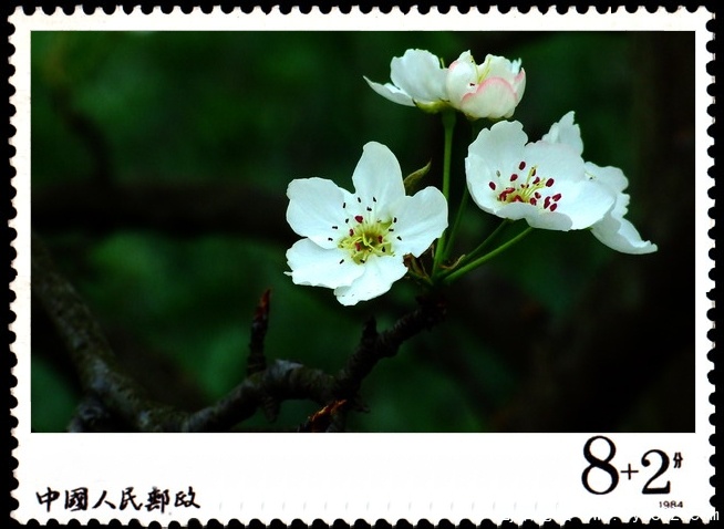 简阳东溪镇--梨花沟8.jpg