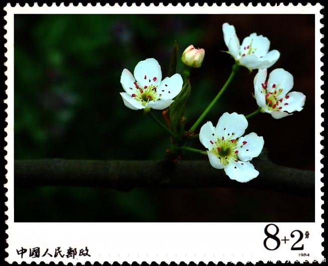 简阳东溪镇--梨花沟10.jpg