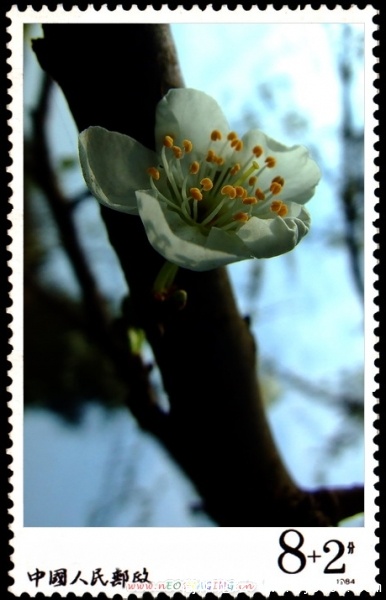 李子花开5.jpg