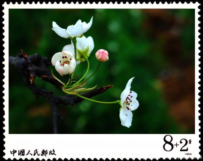 简阳东溪镇--梨花沟12.jpg