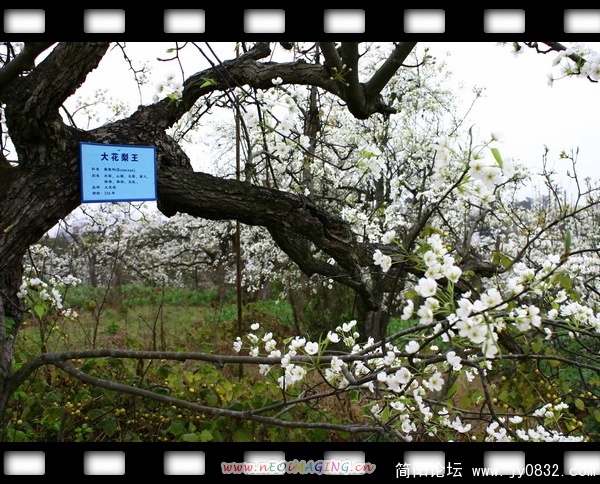 简阳东溪镇--梨花沟35.jpg