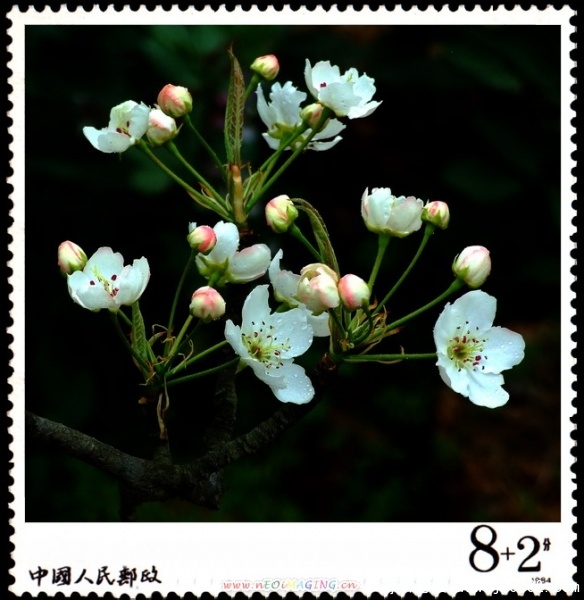 简阳东溪镇--梨花沟6.jpg