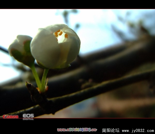 李子花-含苞待放.jpg