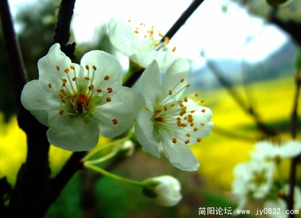 李子花7.jpg
