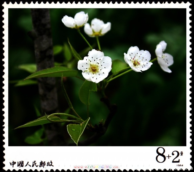 简阳东溪镇--梨花沟27.jpg