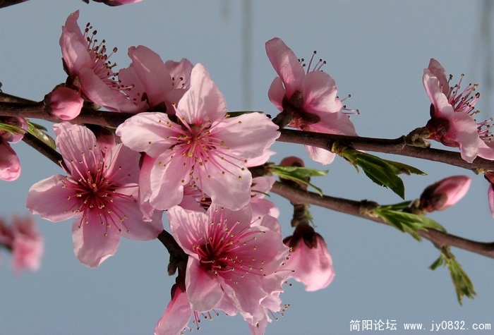 桃之夭夭 (1).JPG