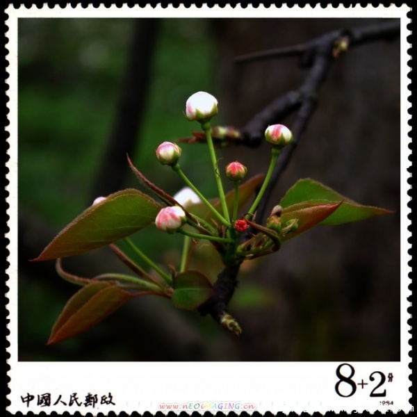 简阳东溪镇--梨花沟36.jpg